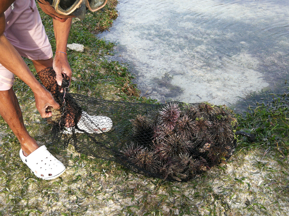 о.Панглао, Филиппины