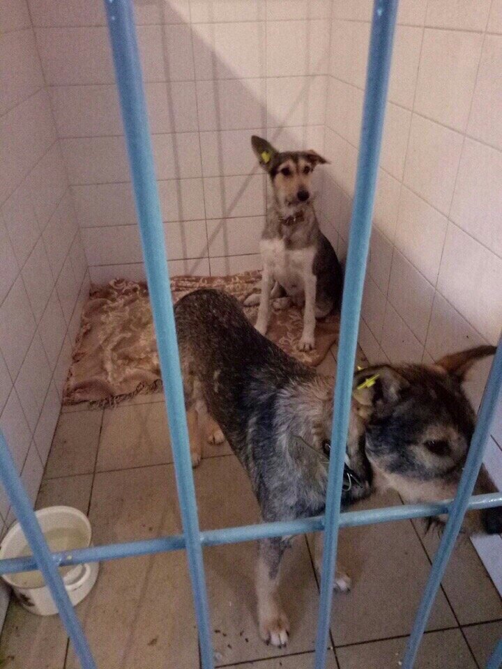 Собаки в муниципальном приюте | Фото: "Группа помощи приютам г. Перми и ПК Я живой", ВК