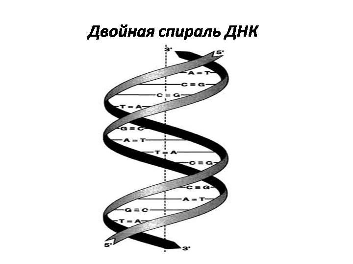 Генетика -  нау­ка о на­след­ст­вен­но­сти и из­мен­чи­во­сти – уни­вер­саль­ных свой­ст­вах жи­вых ор­га­низ­мов.-2