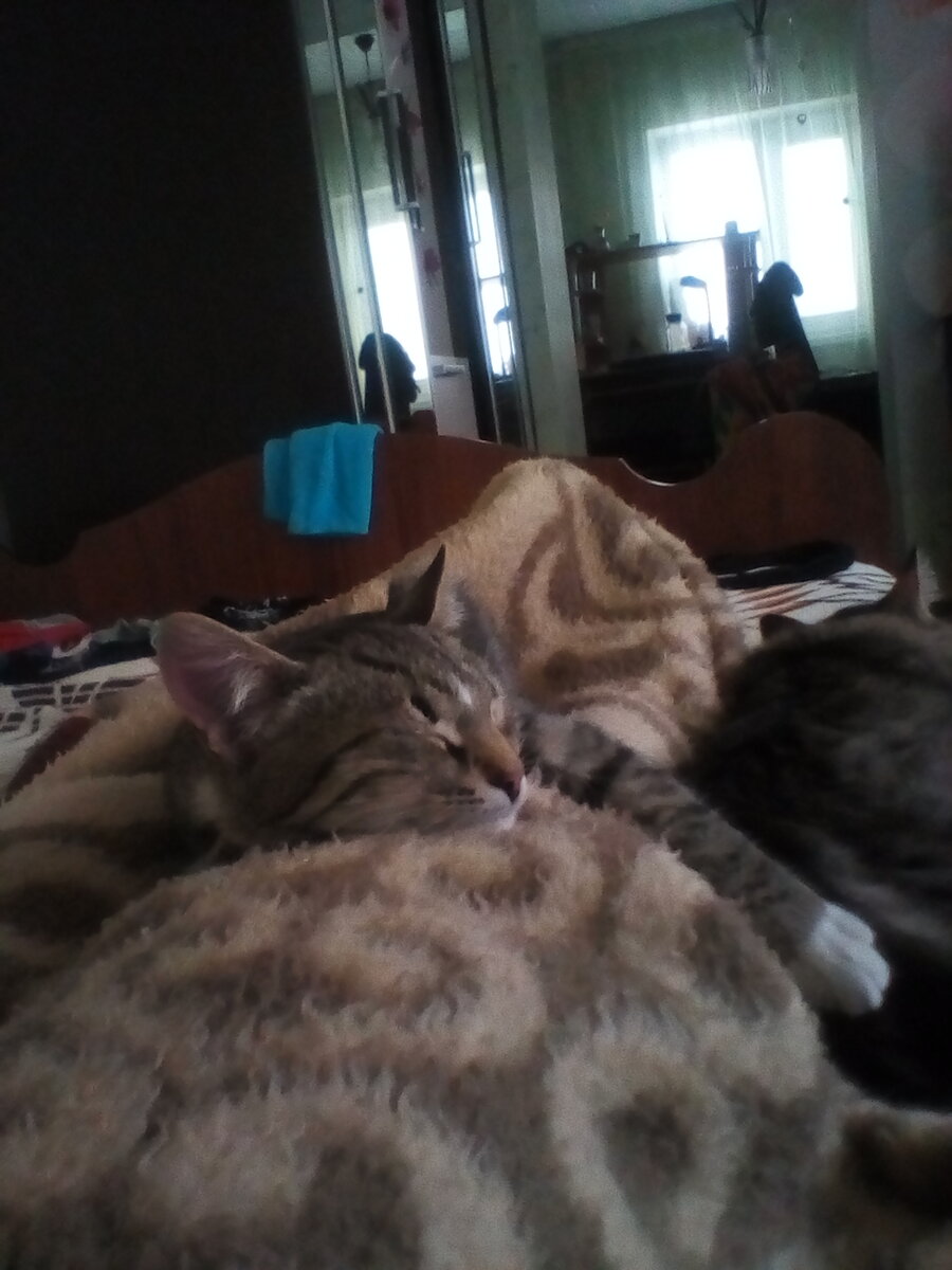 Барс,он же Барсик,он же Барсук