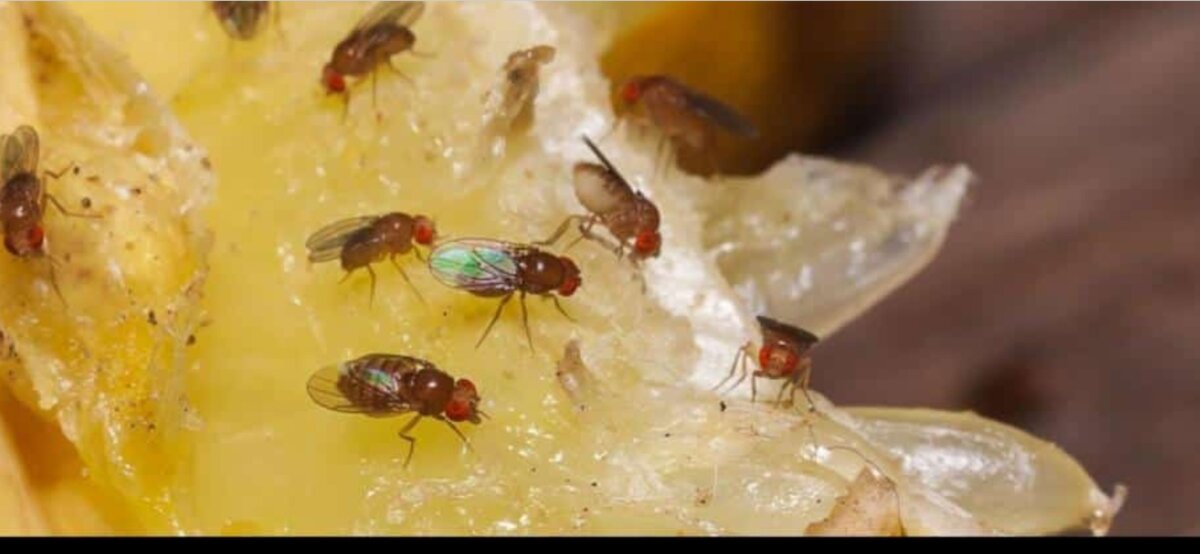 Плодовые мухи на мандаринки