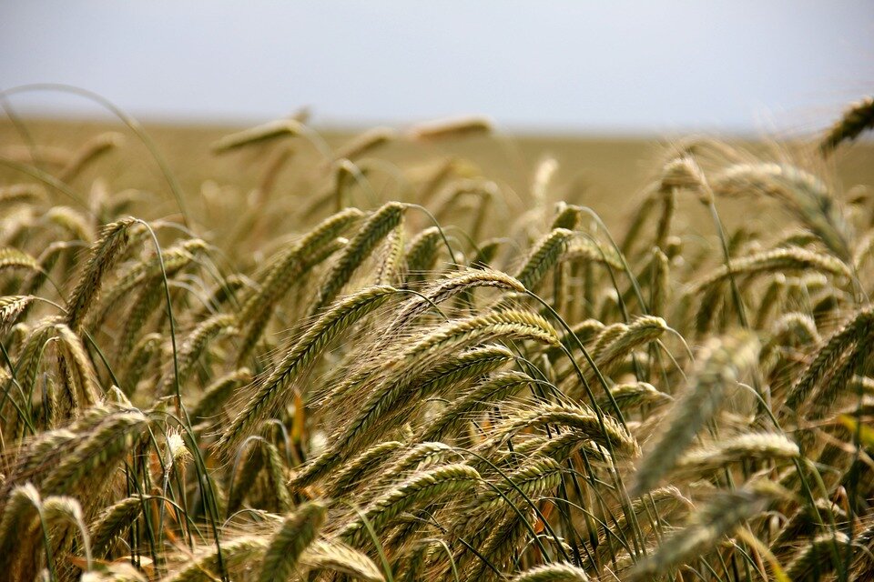 https://cdn.pixabay.com/photo/2013/10/15/23/30/field-196173_960_720.jpg