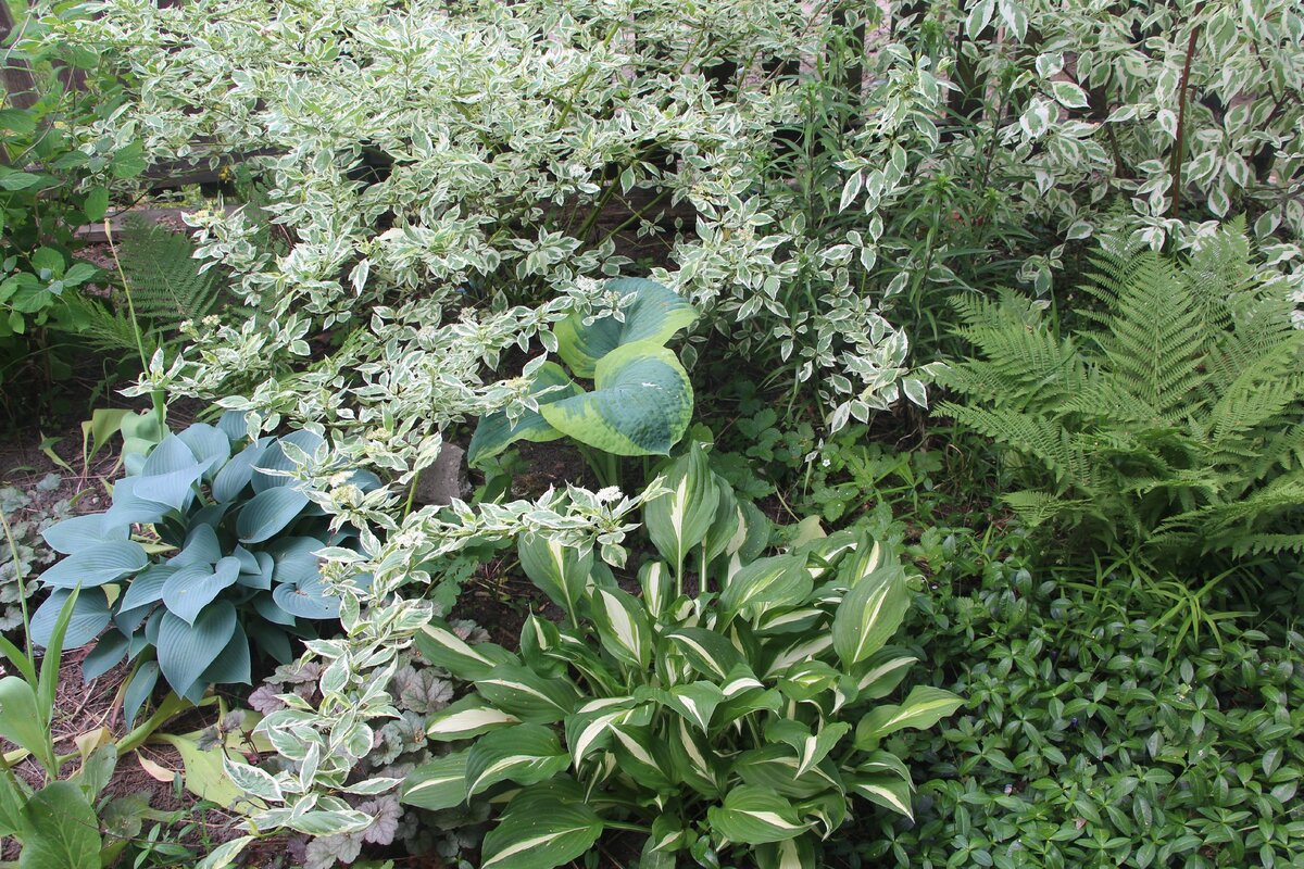 Надо ли обрезать хосту на зиму. Хоста цветок. Надо ли обрезать хосту на зиму. Подрезка хосты. Ясколка и хоста.