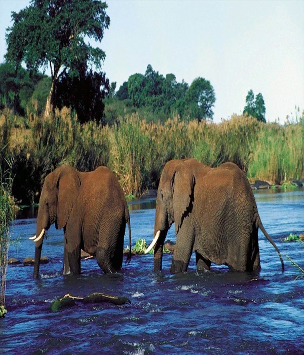 https://www.tailortour.ru/countries/yuar/transnatsionalnyy_park_limpopo/