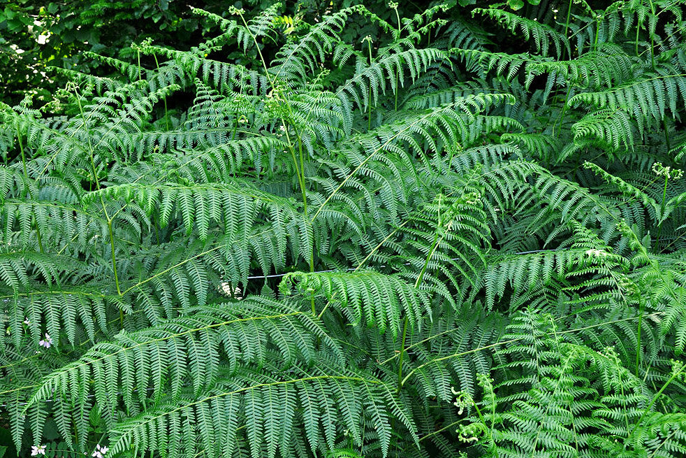 В народной медицине таджиков орляк – лекарственное растение