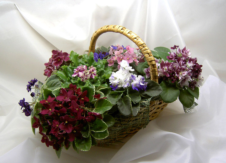 Фото с просторов Интернета