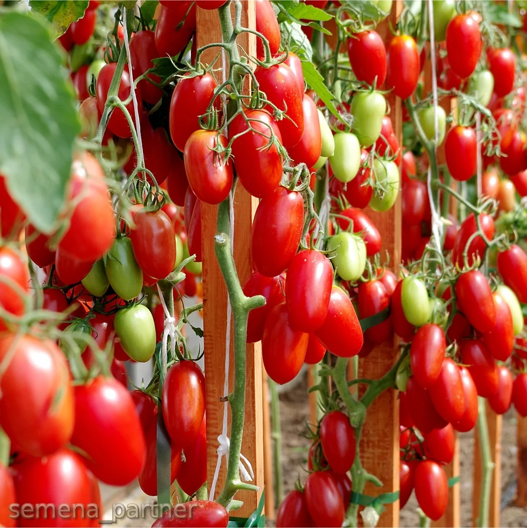 сорт томата Джек Пот