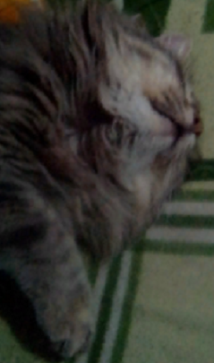 Дедушке Морозу от Моржика.