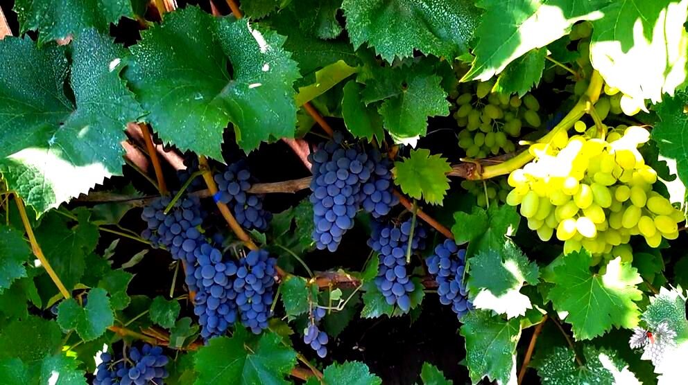 Сорт винограда юпитер кишмиш фото и описание