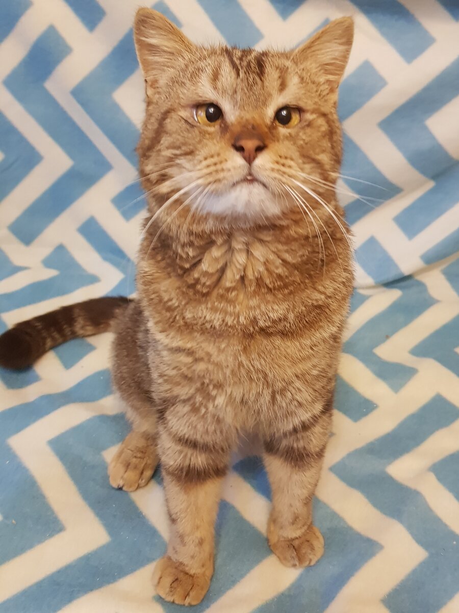 Кося, новая жительница нашего приюта