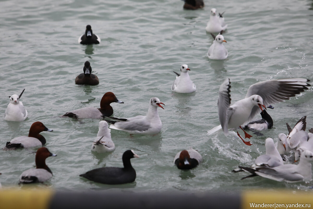 Утки сочи. Утки сочи. Отель утка. Утки на море в сочи. Черно-белые утки сочи.