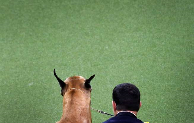 Датский дог с хозяином