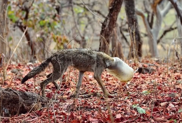 Фото взято из открытого источника.