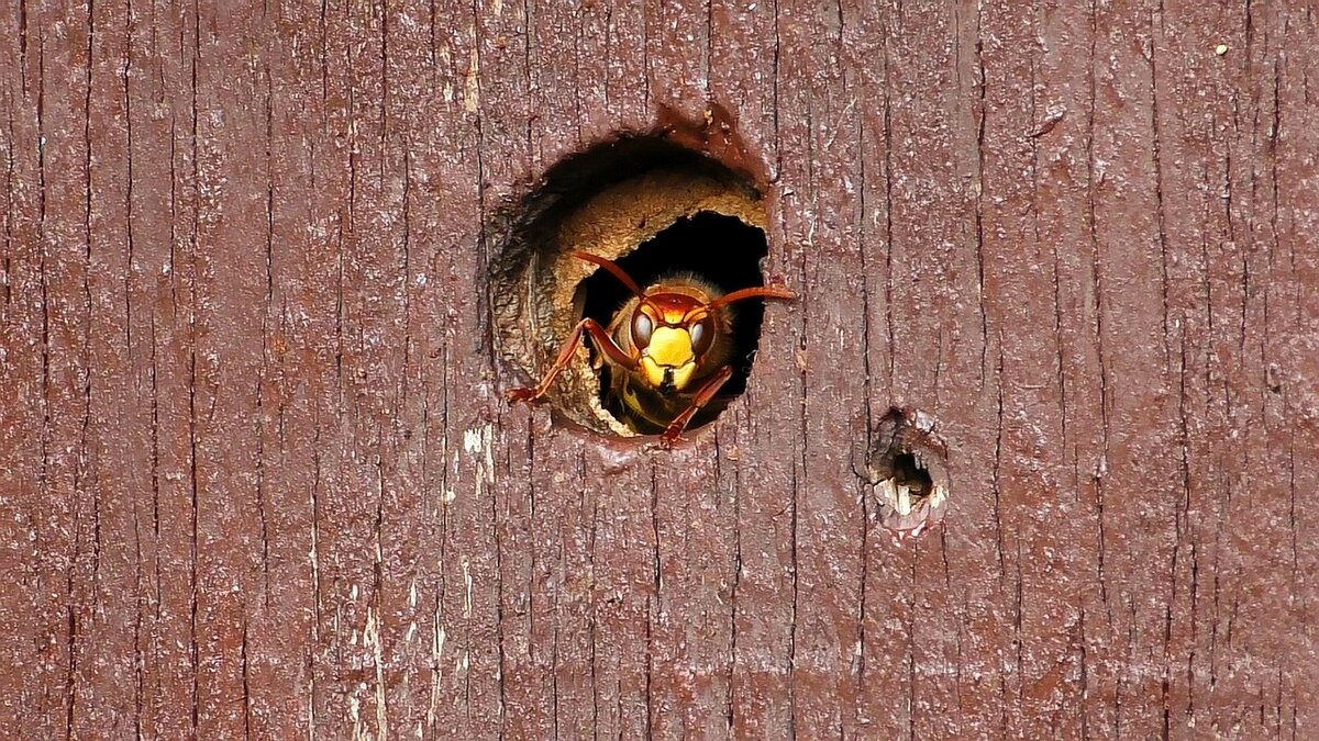 Домашние осы: они знают нас в лицо! | Не хватило звезд с неба | Дзен