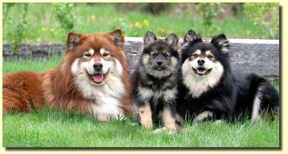 Финский лаппхунд (Finnish Lapphund)