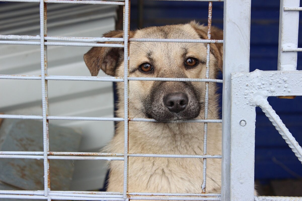 Яндекс картинки.