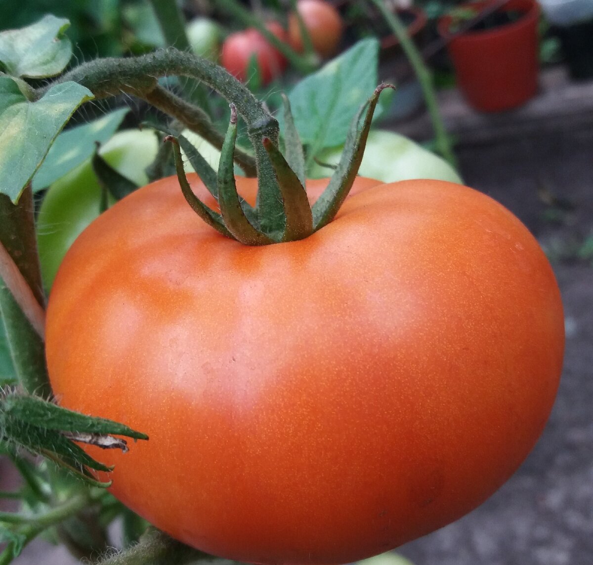 Чудо-томаты (фото из личного архива)