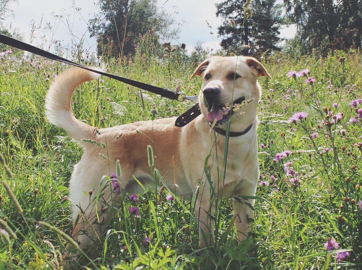 На фото собака из приюта