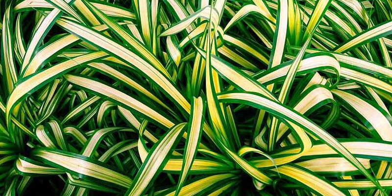 Хлорофитум  (Chlorophytum Comosum)