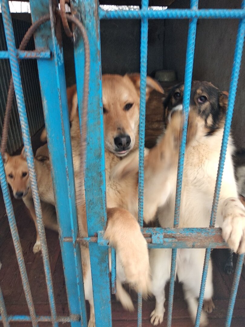 Приют для собак пермь. Приют для собак. Пермский приют животных. Пермский приют для собак на соликамской в перми. Приют для бездомных животных владивосток.