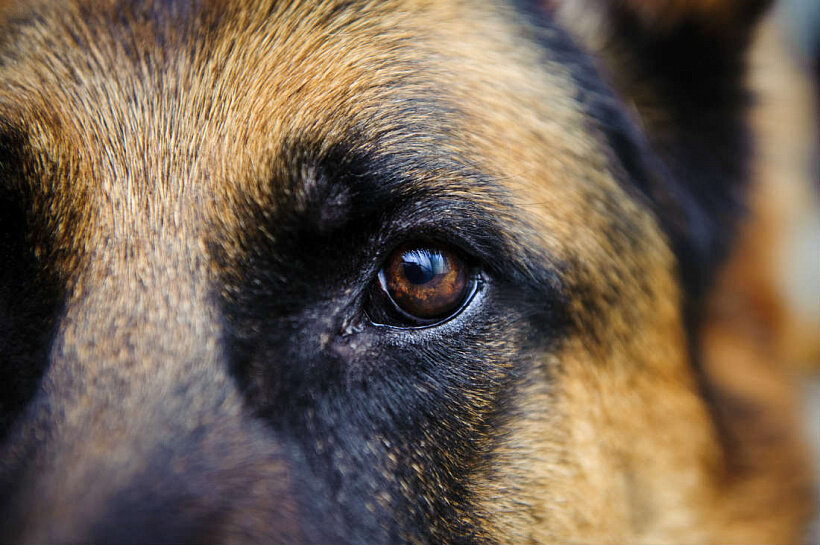Третье веко. https://welovepets.ru/upload/resize_cache/iblock/f9f/820_600_1/f9f1ce9d2d994f7744b893660ea2e88e.jpg