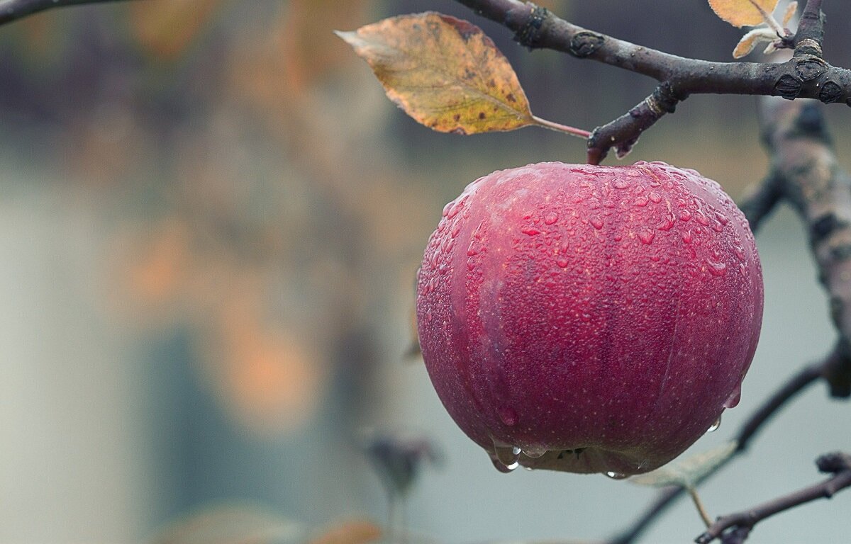 Изображение Mircea Ploscar с сайта Pixabay