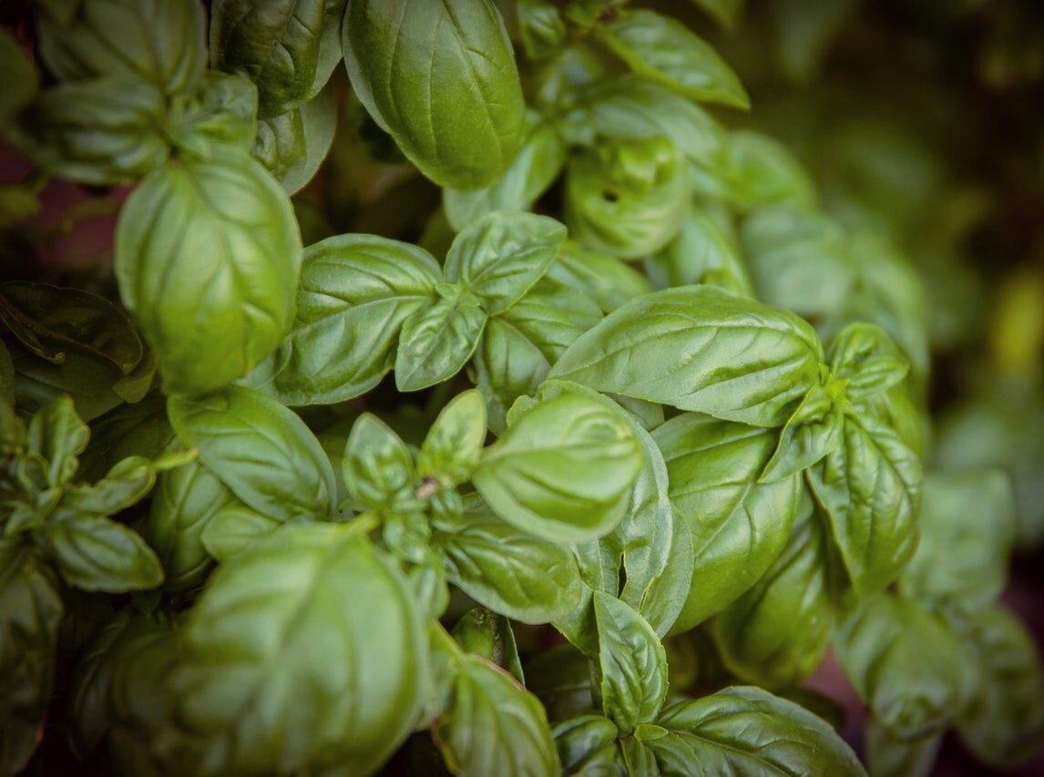 зеленый базилик