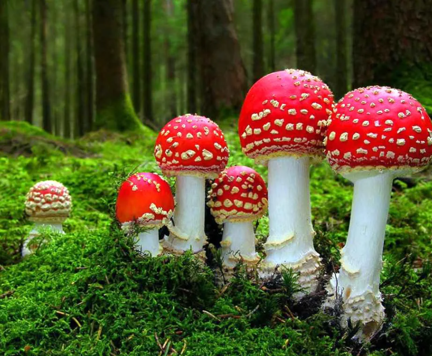 Красные мухоморы. Красавцы )) 