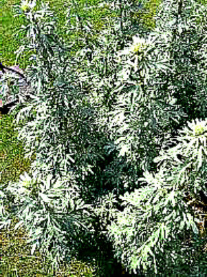 полынь горькая 