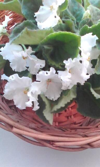 Фиалки (лат."viola") от "Королевства цветов" (king-flower.com)