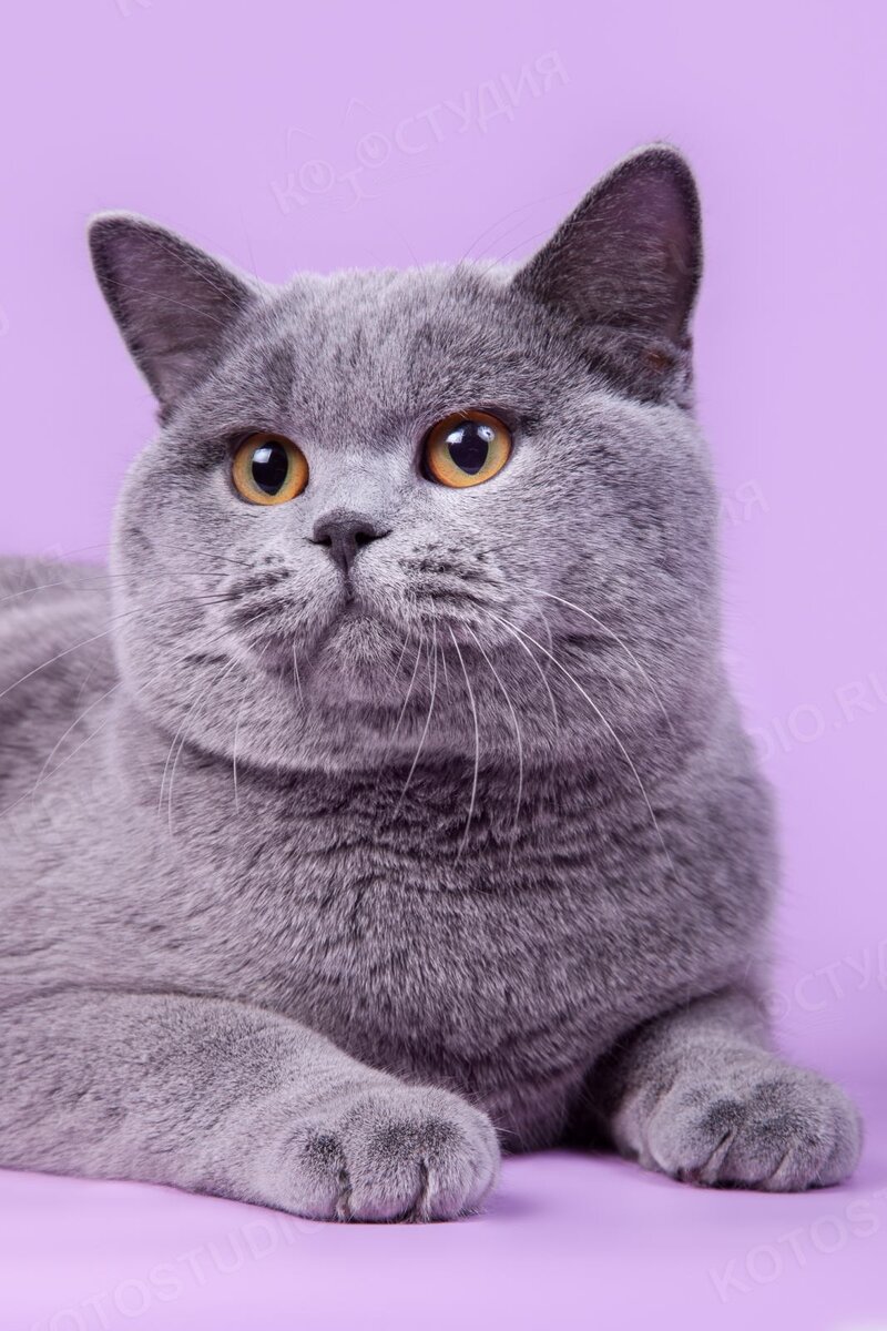 Яндекс.Картинки