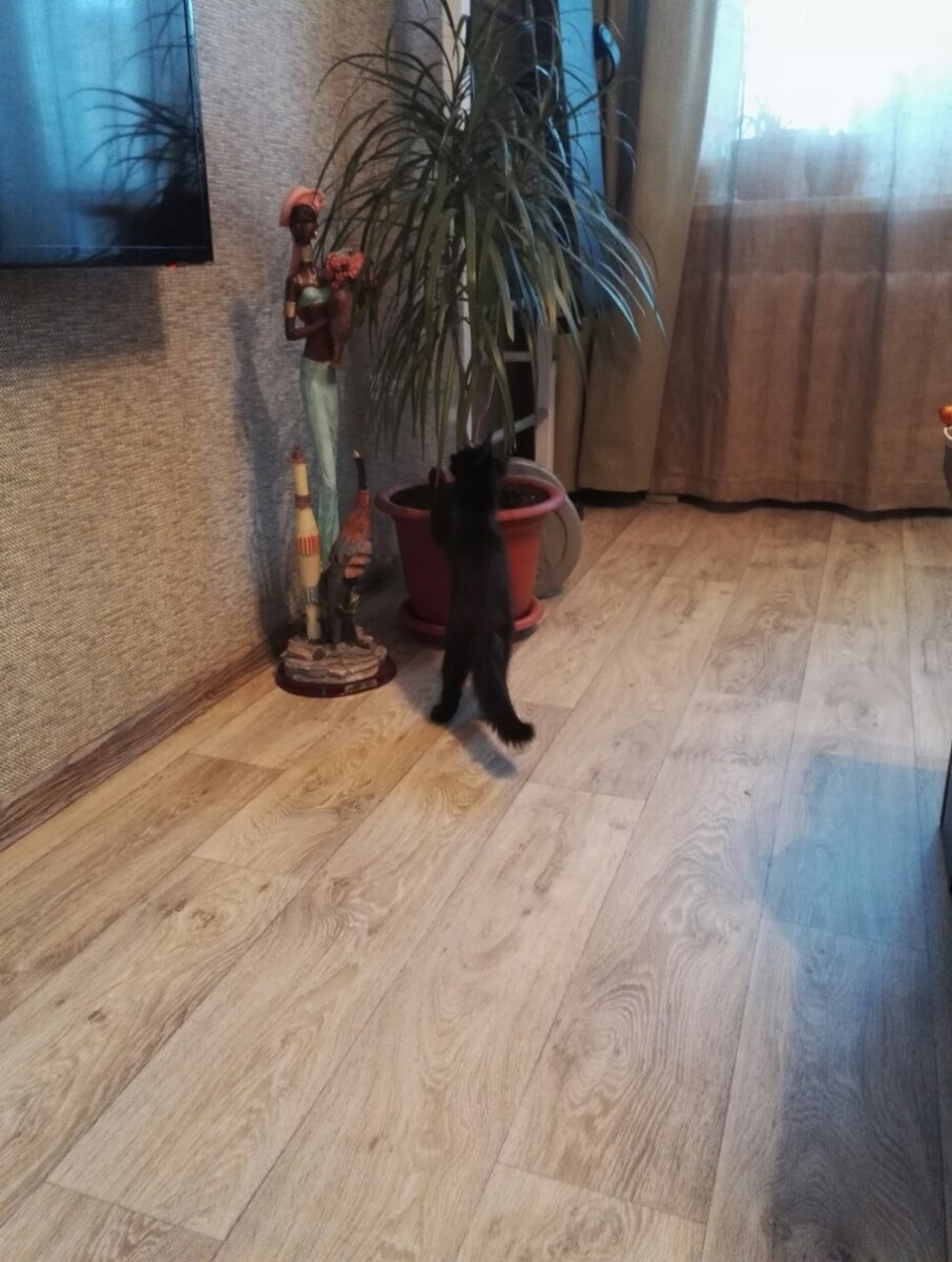 Черный кот молится черной женщине.))