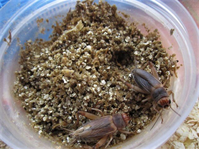 Сверчок банановый