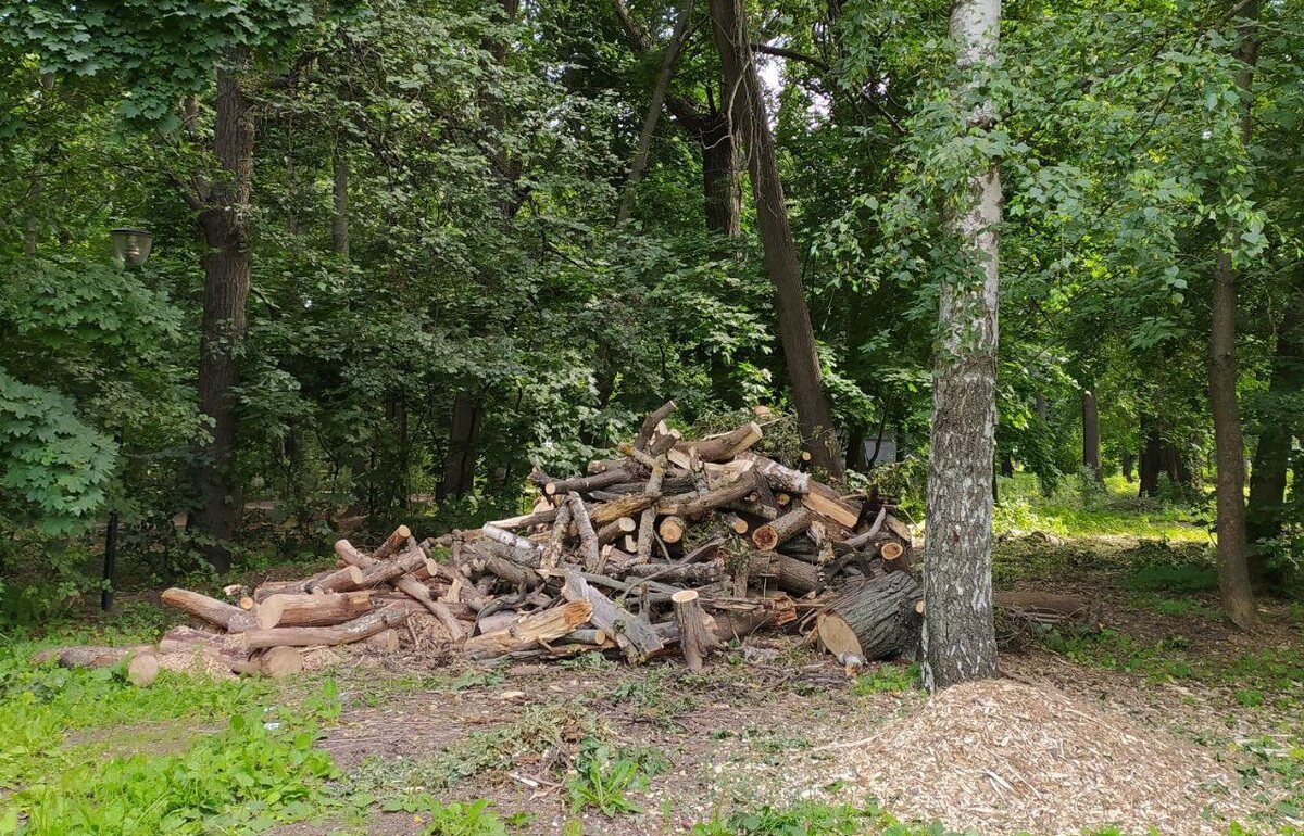 Кулибинский парк. Фото: Мария Медвидь