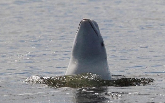 Белуха не боится людей и пытается общаться