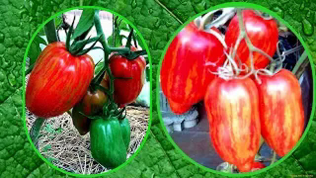 Искры пламени