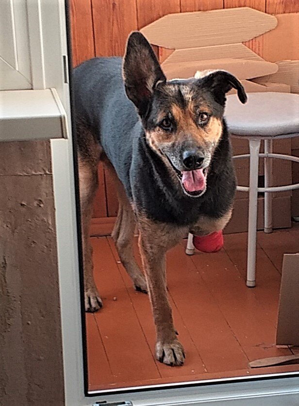 Барон после первой операции с ещё целой повязкой