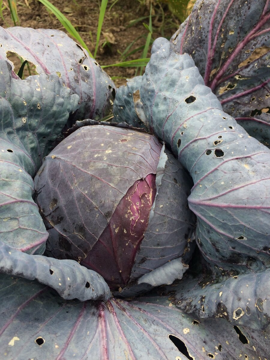 Наша капуста, сорт Фаберже