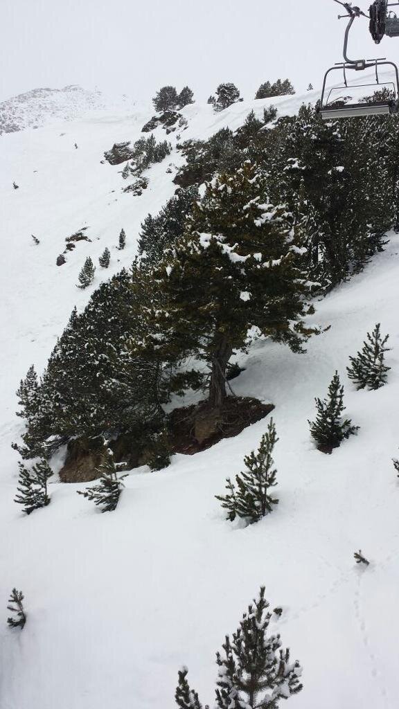 Такие вот склоны - деревья и много-много снега! 