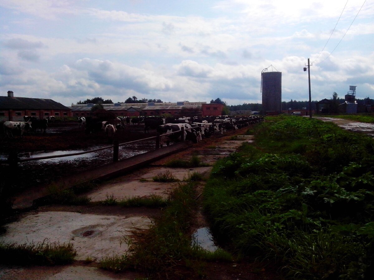 Коровки упитанные, хоть это порадовало. Но грязищаааа.....