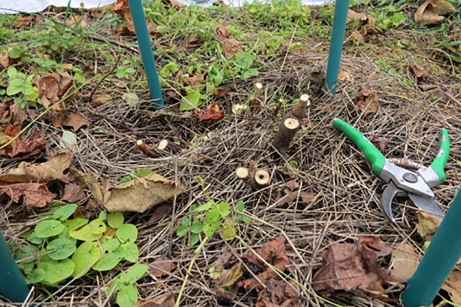 Старая смородина