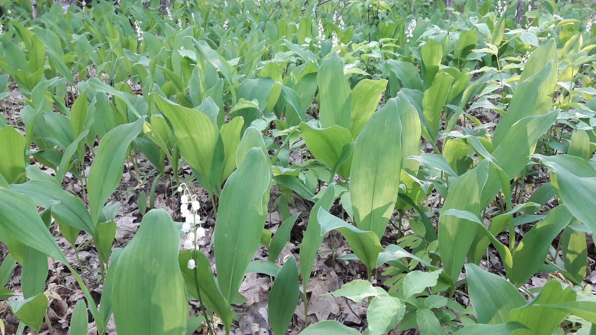В лесу уже зацвели ландыши. Азамат такой упоительный! 