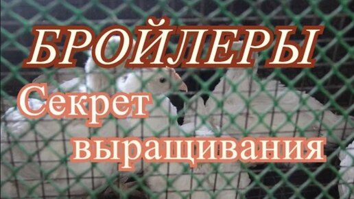 Бройлеры. Выращивание бройлеров без падежа.