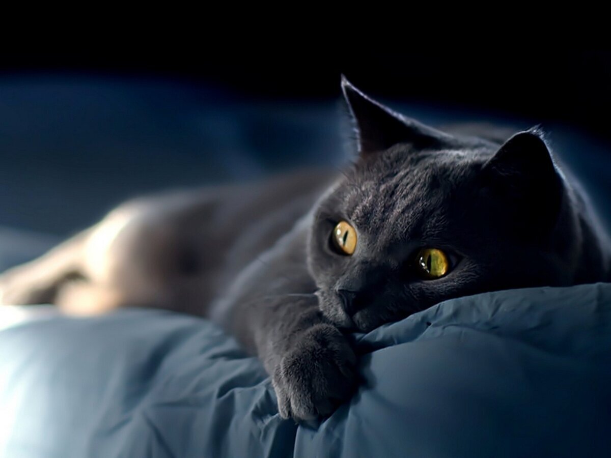 «Неспящие в Сиэтле», режиссер Нора Эфрон.