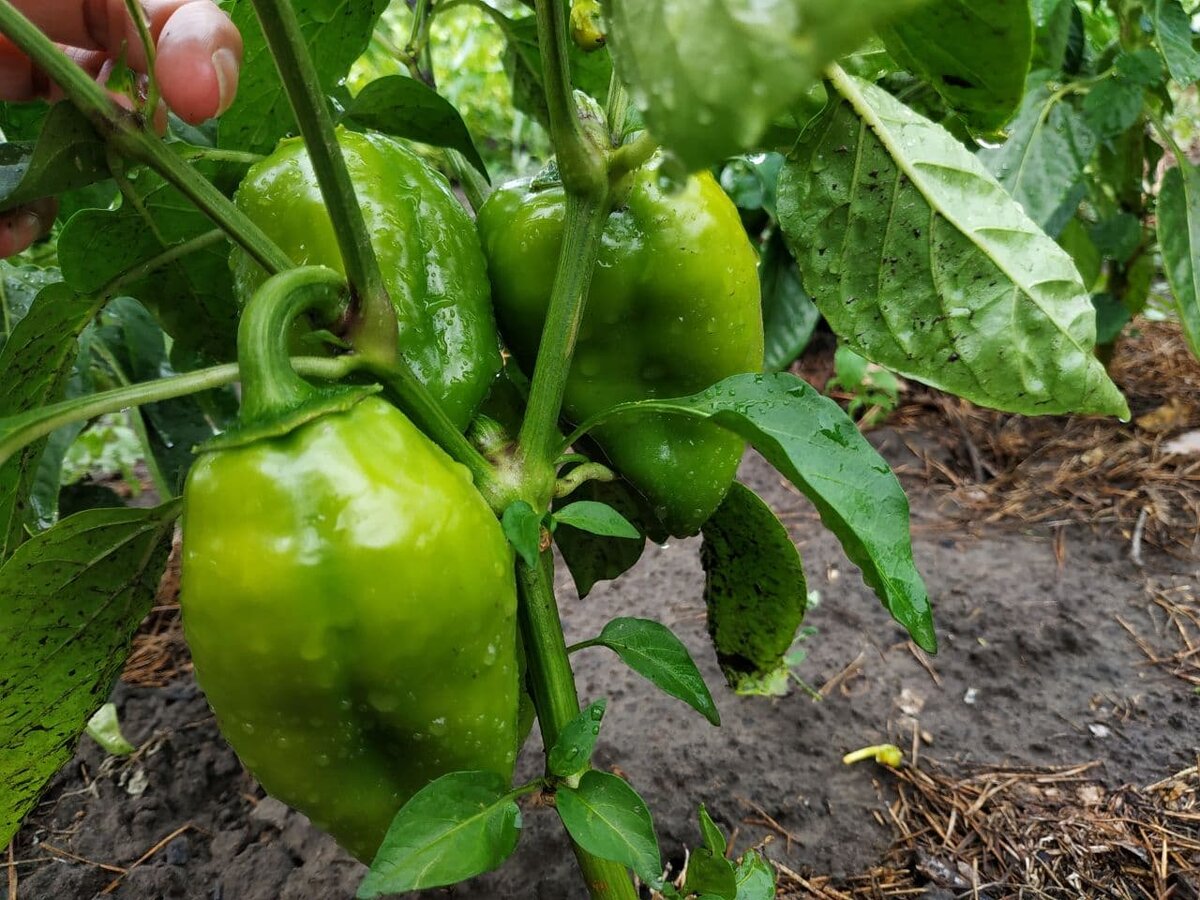 Прошел сильный ливень и кусты перца, которые не были подвязаны повалил на землю. Не пренебрегайте процедурой подвязки.