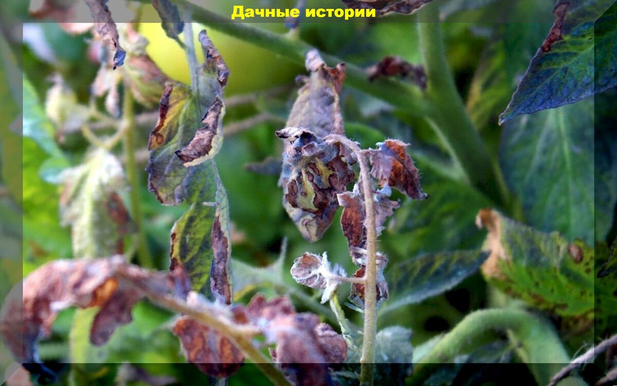 https://vk.com/photo-159774511_457248414