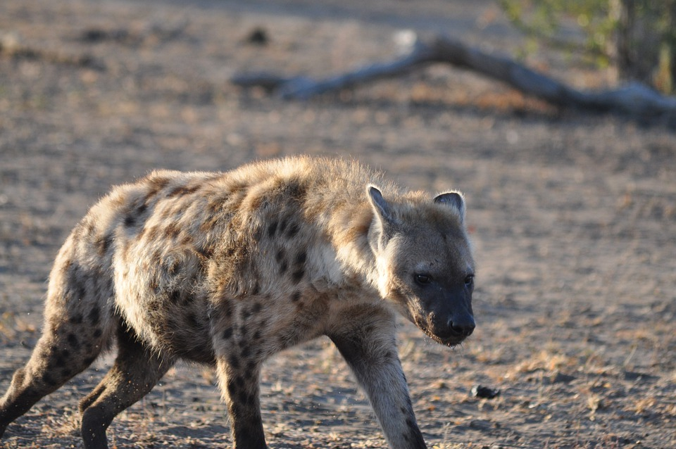 Почему гиены, имея более мощные челюсти, боятся нападать на львов ...