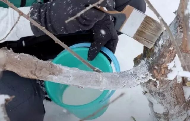 Фото: побелка ствола плодового дерева.