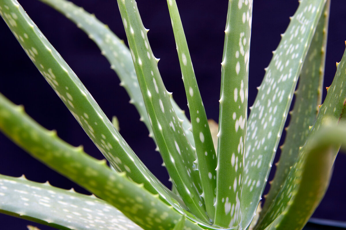 Алоэ д б б. Алоэ Вера цветок столетник. Алоэ столетник Бабушкин. Алоэ Вера Aloe Vera. Алоэ перфолиатум.