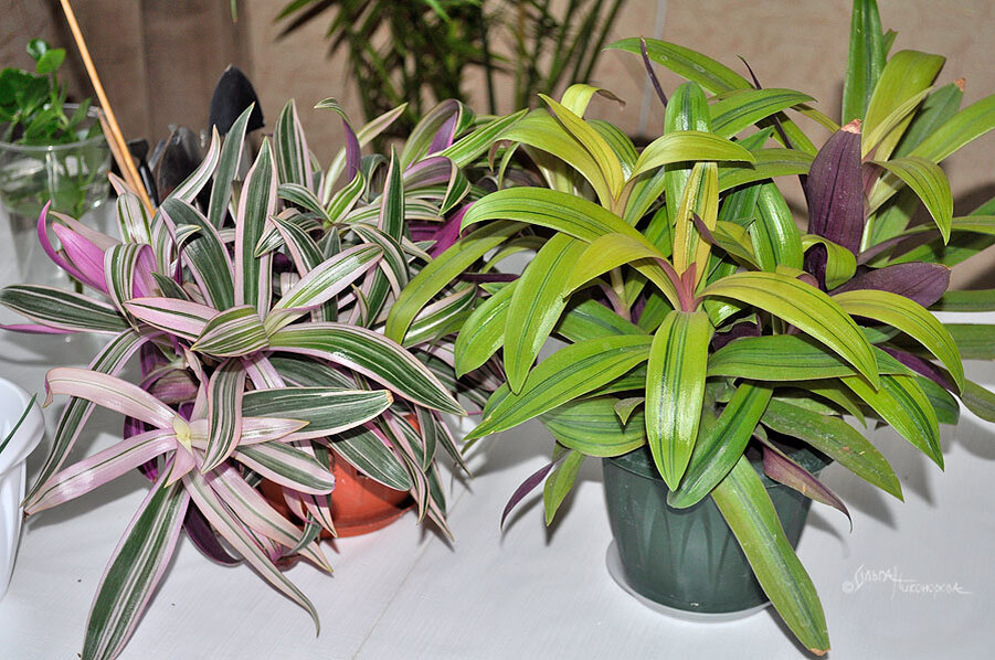 Со временем кустики загущаются. На традесканции вырастает множество деток.